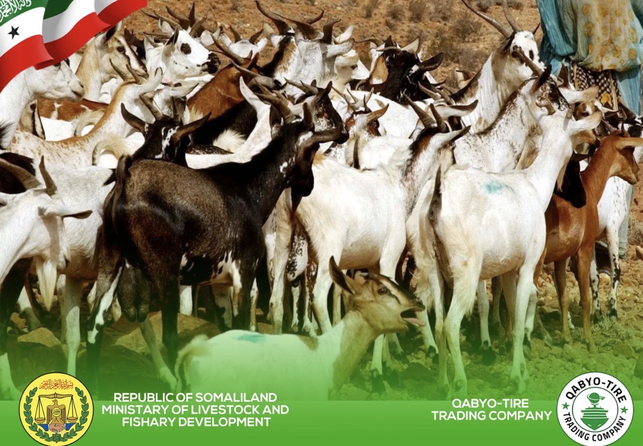 Qabyo-Tire Trading Company Livestock Goats